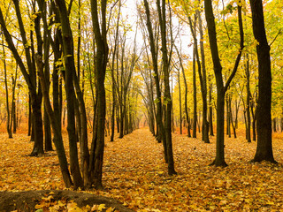 Colorful bright autumn city park. Leaves fall on ground. Autumn forest scenery with warm colors and footpath covered in leaves. A trail going into woods showcasing amazing fall colors.