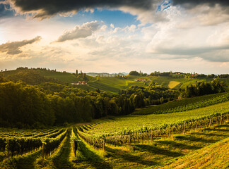 Fototapeta na wymiar Vineyard on an Austrian countryside, Styrian Tuscany