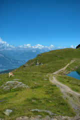 Fototapeta na wymiar Kuh grast auf einer Wiese auf dem Pizol in der Schweiz 7.8.2929