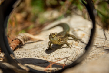 Fotografisches Allerlei aus dem Garten, der Tierwelt und der von Reisen