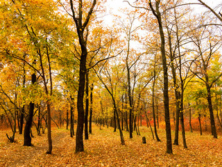 Fototapeta na wymiar Colorful bright autumn city park. Leaves fall on ground. Autumn forest scenery with warm colors and footpath covered in leaves. A trail going into woods showcasing amazing fall colors.