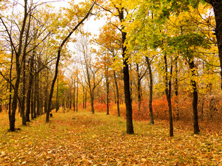 Colorful bright autumn city park. Leaves fall on ground. Autumn forest scenery with warm colors and footpath covered in leaves. A trail going into woods showcasing amazing fall colors.
