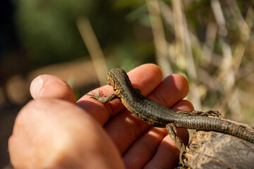 Fotografisches Allerlei aus dem Garten, der Tierwelt und der von Reisen
