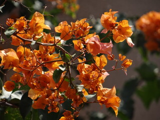 Orange autumn bougainvillea leaves, shining in the afternoon !