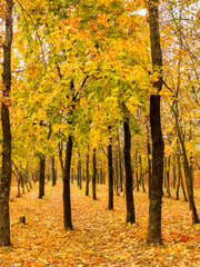 Colorful bright autumn city park. Leaves fall on ground. Autumn forest scenery with warm colors and footpath covered in leaves. A trail going into woods showcasing amazing fall colors.