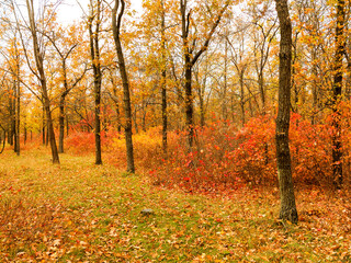 Fototapeta premium Colorful bright autumn city park. Leaves fall on ground. Autumn forest scenery with warm colors and footpath covered in leaves. A trail going into woods showcasing amazing fall colors.