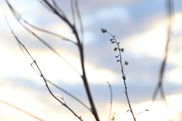 reeds in the morning