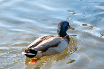 Obraz premium duck on the water