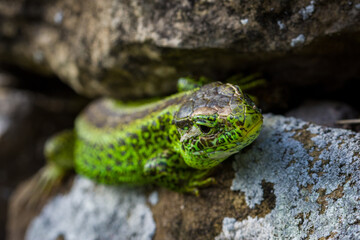 Fotografisches Allerlei aus dem Garten, der Tierwelt und der von Reisen