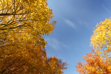 Fototapeta premium yellow autumn leaves and blue sky