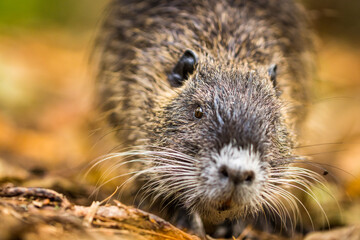Fotografisches Allerlei aus dem Garten, der Tierwelt und der von Reisen