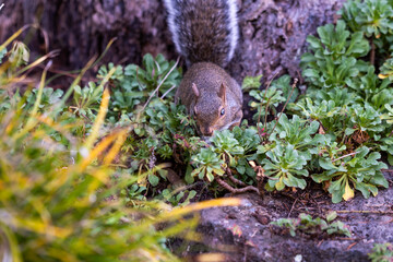 squirrel in the forest