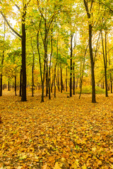 Colorful bright autumn city park. Leaves fall on ground. Autumn forest scenery with warm colors and footpath covered in leaves. A trail going into woods showcasing amazing fall colors.