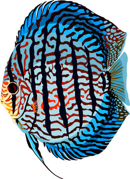 Turquoise discus fish vector on white background