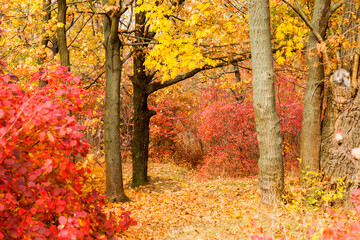 Colorful bright autumn city park. Leaves fall on ground. Autumn forest scenery with warm colors and footpath covered in leaves. A trail going into woods showcasing amazing fall colors.
