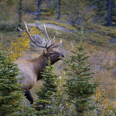 Deer in Jasper Nationalpark