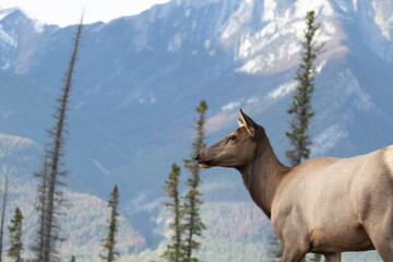 Deer in Jasper Nationalpark