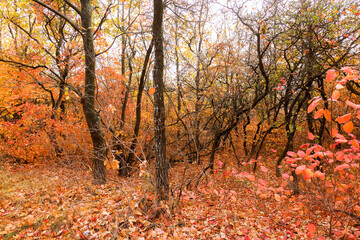 Colorful bright autumn forest. Leaves fall on ground in autumn. Autumn forest scenery with warm colors and footpath covered in leaves leading into scene. 