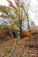 Fototapeta premium Colorful bright autumn forest. Leaves fall on ground in autumn. Autumn forest scenery with warm colors and footpath covered in leaves leading into scene. 