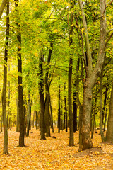 Colorful bright autumn forest. Leaves fall on ground in autumn. Autumn forest scenery with warm colors and footpath covered in leaves leading into scene. 