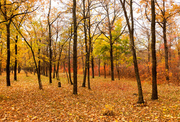 Colorful bright autumn forest. Leaves fall on ground in autumn. Autumn forest scenery with warm colors and footpath covered in leaves leading into scene. 