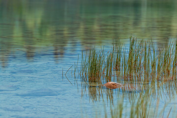 Jasper Nationalpark, Canada, Prymide Lake, Salt Lake