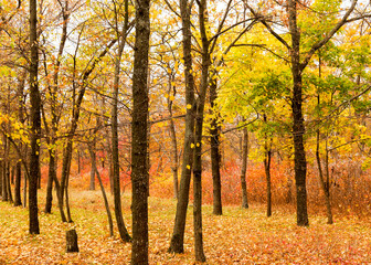 Fototapeta premium Colorful bright autumn forest. Leaves fall on ground in autumn. Autumn forest scenery with warm colors and footpath covered in leaves leading into scene. 