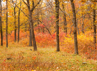 Naklejka premium Colorful bright autumn forest. Leaves fall on ground in autumn. Autumn forest scenery with warm colors and footpath covered in leaves leading into scene. 