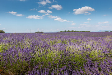 Champ de lavande en Provence