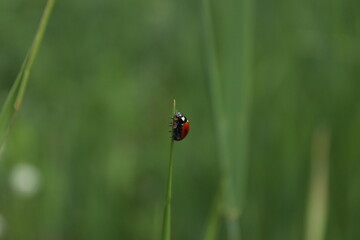 ladybug on a green grass