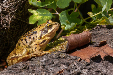 Frog on a log close up