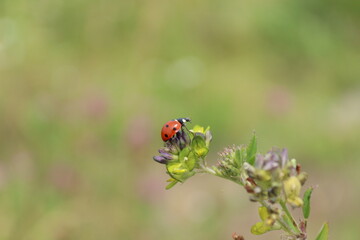 ladybird on a flower