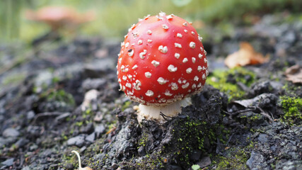 Mushroom fly agaric inedible