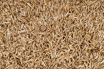 Lawn grass seed background texture