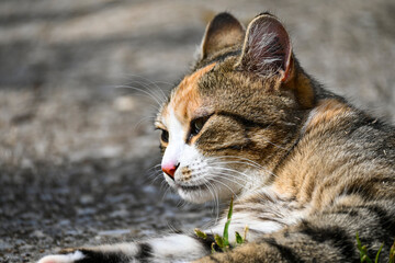Fotografisches Allerlei aus dem Garten, der Tierwelt und der von Reisen