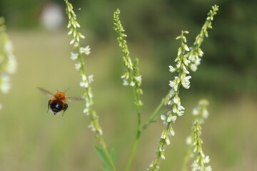 bumblebee in flight