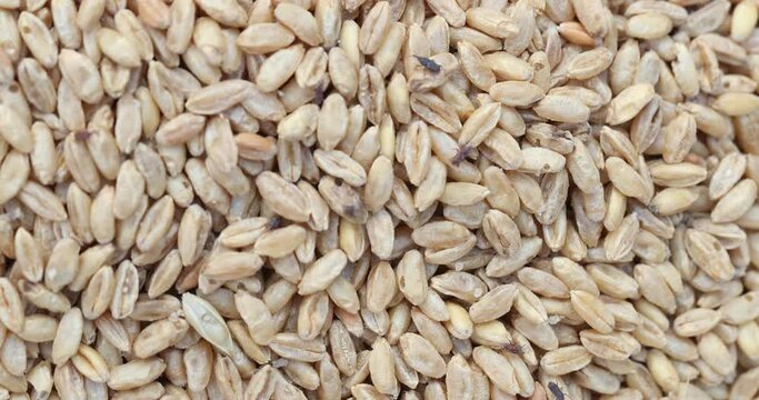 durum wheat infested with parasites causes long shelf life, granary weevil, The wheat weevil (Sitophilus granarius) spread on durum wheat