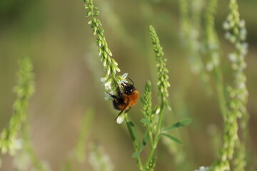 bumblebee on a flower