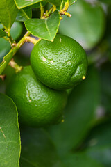 Fotografisches Allerlei aus dem Garten, der Tierwelt und der von Reisen