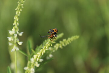 ladybird on a flower prepares to fly