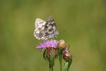 Kleiner Schmetterling auf lila Blüte