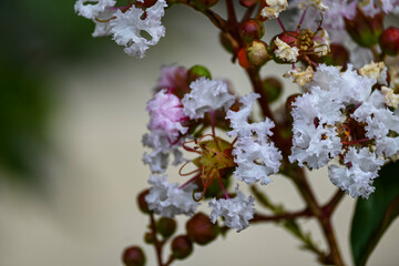 Fotografisches Allerlei aus dem Garten, der Tierwelt und der von Reisen