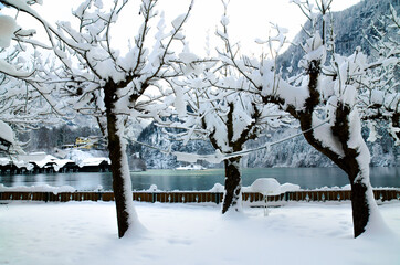 Winter am Königssee im Berchtesgadener Land - Bayern
Blick über tief verschneite Bäume auf den See und die alten Bootsschuppen.