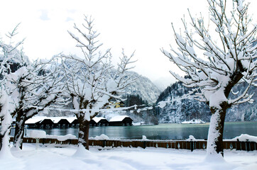 Winter am Königssee im Berchtesgadener Land - Bayern. Blick über tief verschneite Bäume auf den...