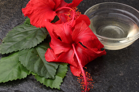 Jaswand or Hibiscus oil over black background.