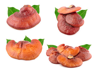 Ganoderma lucidum an isolated on white background