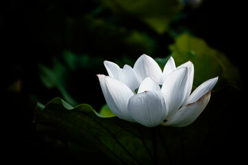 white lotus in the pond - 376434172