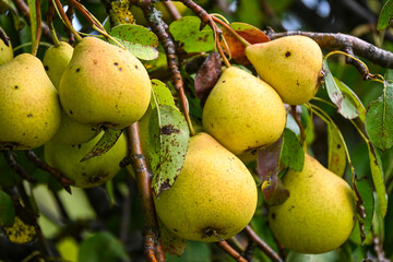 Fotografisches Allerlei aus dem Garten, der Tierwelt und der von Reisen