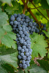 Uvas 2