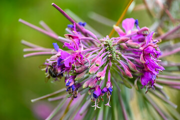 Fotografisches Allerlei aus dem Garten, der Tierwelt und der von Reisen